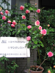 ������� �G�C�u���W���p��