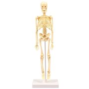 人体骨格模型　３０ｃｍ　93608【取寄品】※個人宅配送不可