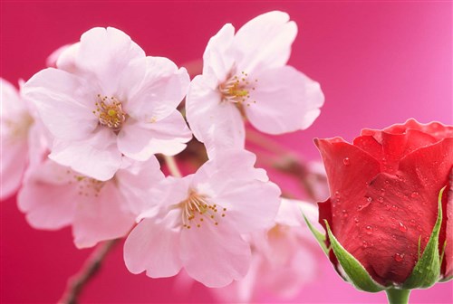 生 Nama Sakura Rose 桜ローズ30粒入り 美容 健康 株式会社パソデ 問屋 仕入れ 卸 卸売の専門 仕入れならnetsea