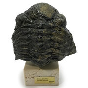 ≪特価品/限定≫ ファコプス 化石 約 87x80x59mm