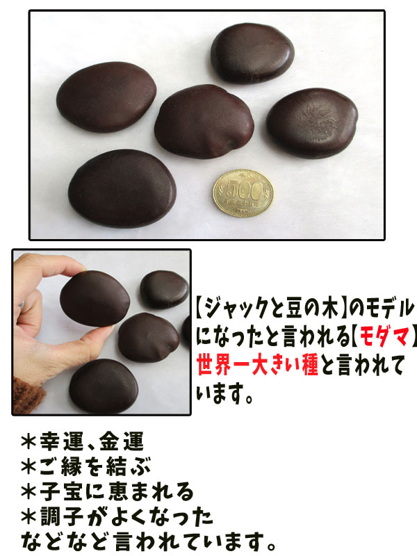 ラッキービーンズ】モダマの豆100個セット 世界一大きい豆 もだま