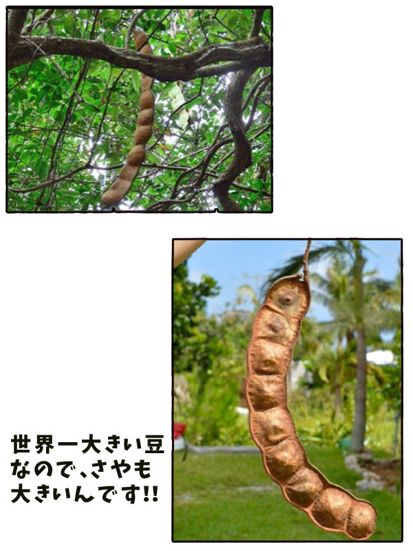 ラッキービーンズ】モダマの豆100個セット 世界一大きい豆 もだま