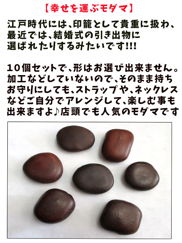 ラッキービーンズ】モダマの豆10個セット 世界一大きい豆 もだま 藻