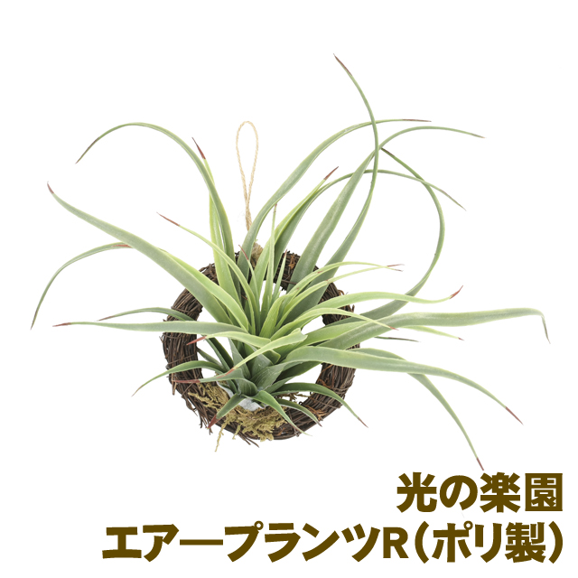 光の楽園 866a25 65 エア プランツr ポリ製 雑貨 京都のちょっとセレブなお店 問屋 仕入れ 卸 卸売 の専門 仕入れならnetsea