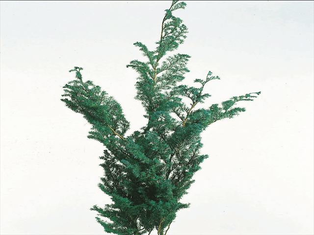 大地農園　ＥＡＲＴＨ　ＭＡＴＴＥＲＳ　ソフトヒムロスギ グリーン