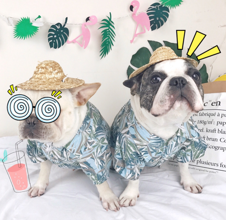 春夏新作 小型犬服 超可愛いペット服 闘牛犬服 猫服 闘牛犬用 ペット用品 ネコ雑貨 雑貨 Fafa 問屋 仕入れ 卸 卸売の専門 仕入れならnetsea