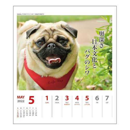 大人気 ペチャ犬川柳 週めくり 壁掛け 卓上カレンダー22年 雑貨 株式会社 ブライエンタープライズ 問屋 仕入れ 卸 卸売の専門 仕入れならnetsea