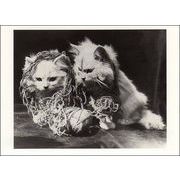 ポストカード モノクロ写真「毛糸に絡まっている二匹の子猫」