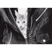 ポストカード モノクロ写真「ジャケットから顔を出す猫」