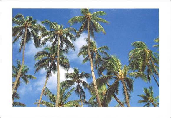 ポストカード カラー写真「ヤシの樹」サマーカード メッセージカード 暑中見舞い