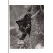 ポストカード モノクロ写真「木の後ろから顔を出す子猫」