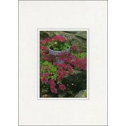 ポストカード カラー写真 赤い花と植木鉢