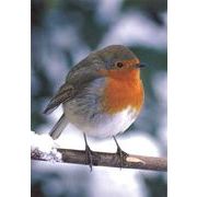 ミニグリーティングカード クリスマス「鳥」メッセージカード