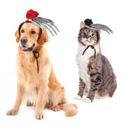 激安 ペット用帽子 ペット雑貨 犬用猫用 仮装帽子 中小型犬/猫 ハロウィンHalloween ヘアバンド S-M