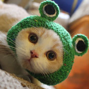 猫のヘッドギア、カエルの形、手のかぎ針編み、猫と犬の頭のアクセサリー、ペットの帽子