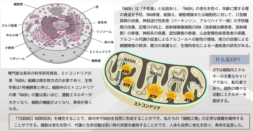 海外大人気☆TSUDAKEI HYDROGEN 和漢 水素サプリメント 90粒