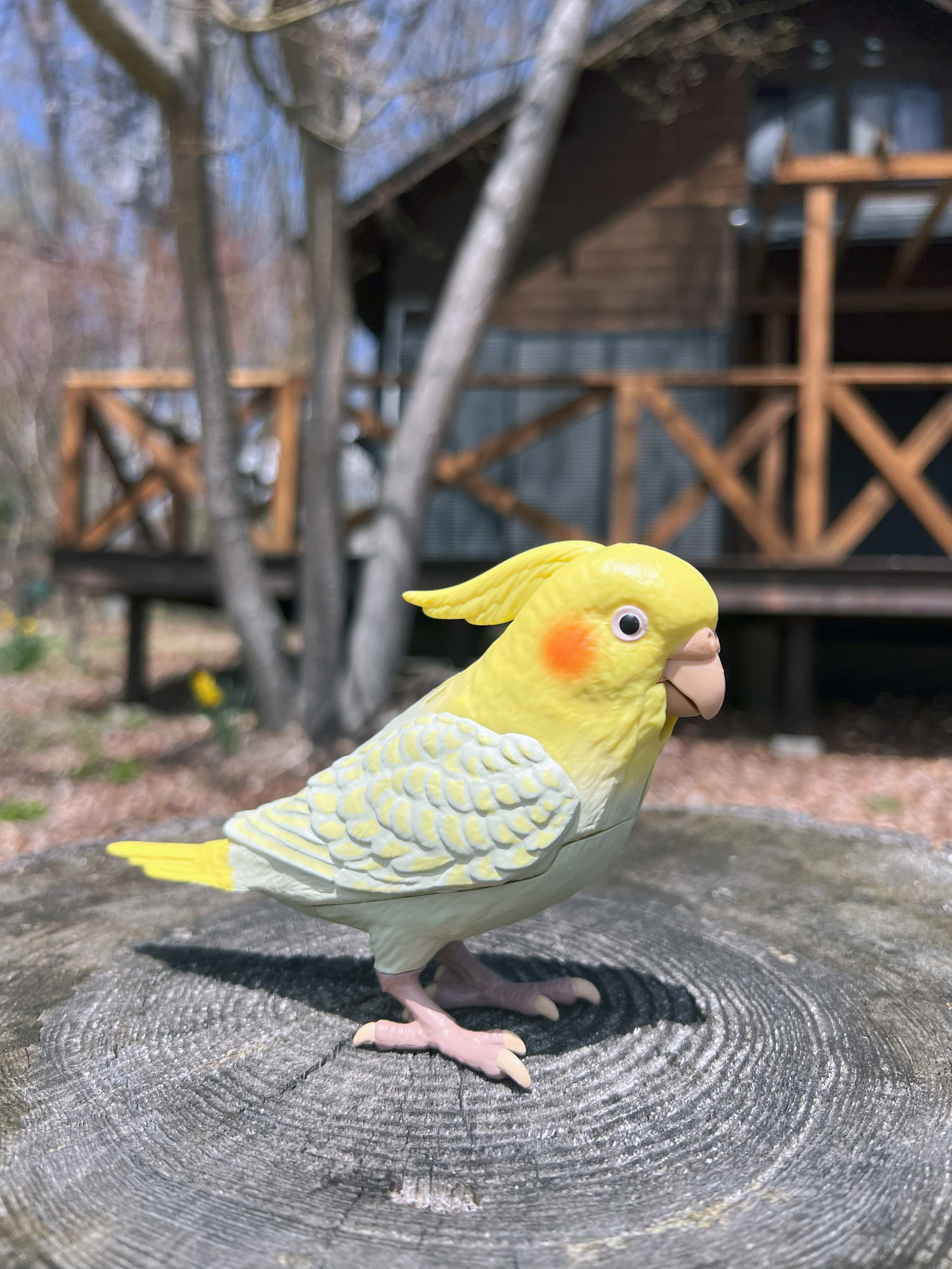 タカラトミーアーツ もっとおしゃべり天才オカメインコちゃん