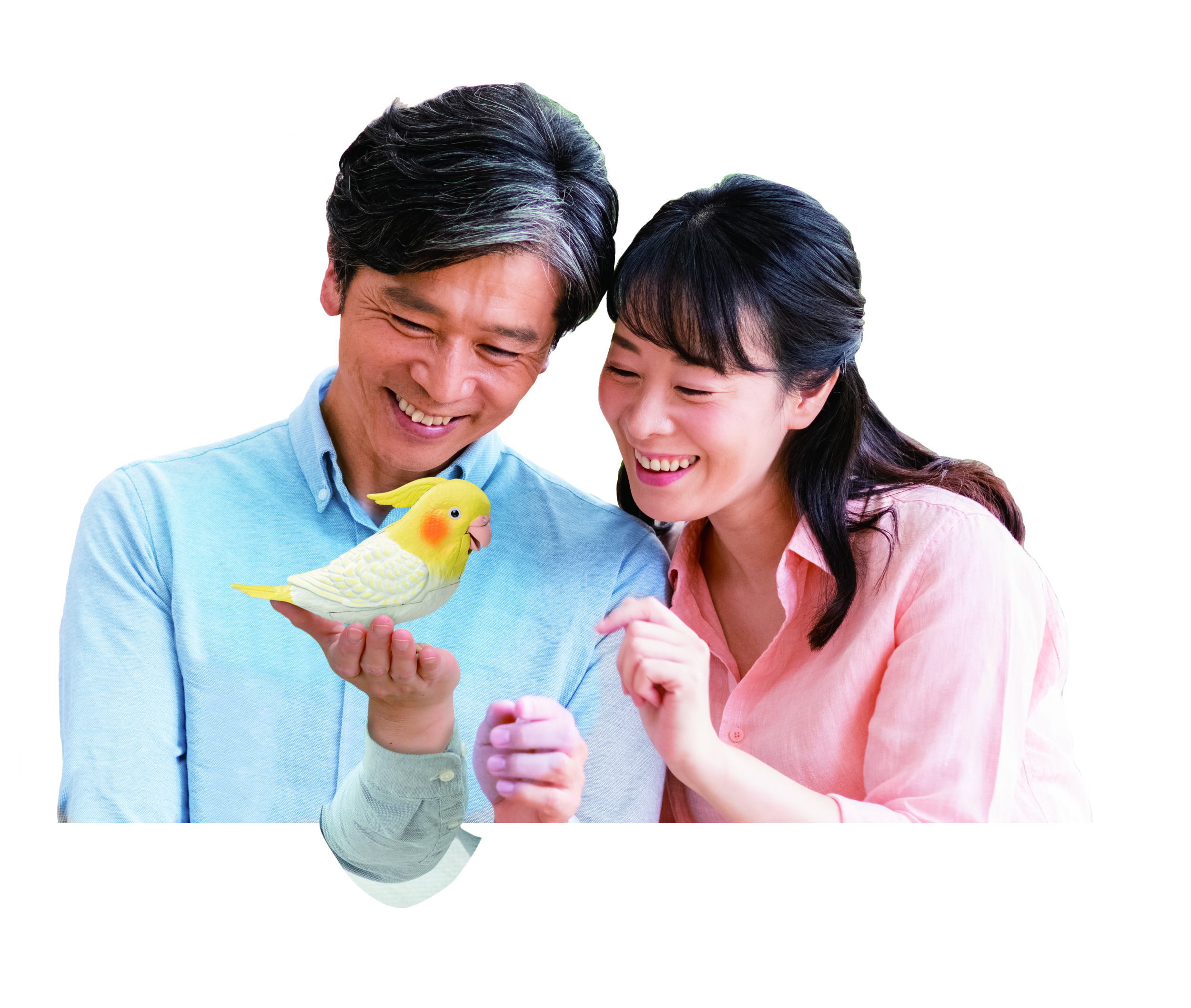 タカラトミーアーツ もっとおしゃべり天才オカメインコちゃん 株式会社 トキワカメラ | 卸売・ 問屋・仕入れの専門サイト【NETSEA】