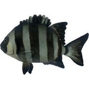 【HANSA製品】イシダイ 34　動物　ぬいぐるみ　リアル　アニマル
