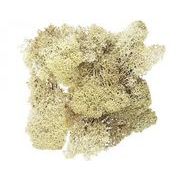 s 大地農園  アイスランドモス　小袋