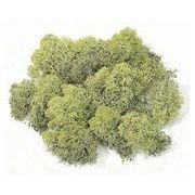 s アイスランドモス　大袋　５００ｇ