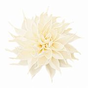 【2026年SS新作】ソラフラワー　ドライ　ソラ　セルリア　白　5輪入　YF149697-zzz