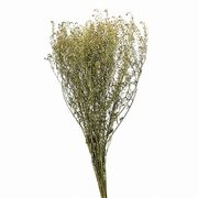 【2026AW新作】風の花 ドライフラワー   マメグンバイナズナ  30ｇDN000140-zzz